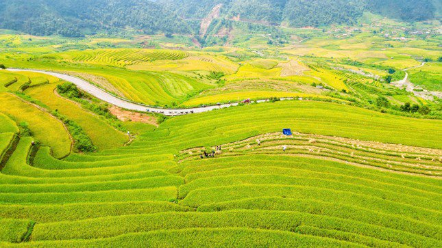 Lung linh mùa vàng trên rẻo cao Lai Châu