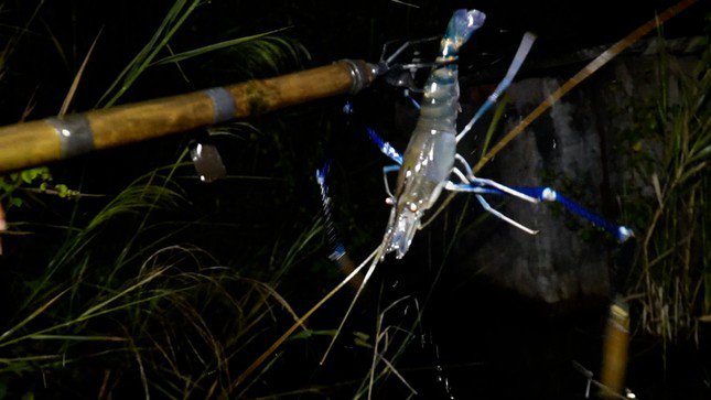 Đi soi đêm, ngoài việc bắt rắn để bán lấy tiền trang trải cuộc sống thì người dân còn bắt thêm được tôm càng, cua, cá để cải thiện bữa ăn hằng ngày.