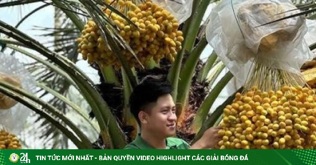 Clip: Vườn cây lạ lúc lỉu quả trông xa xa cứ ngỡ cây cọ, nhiều người ùn ùn kéo đến xem bên hồ Trị An
