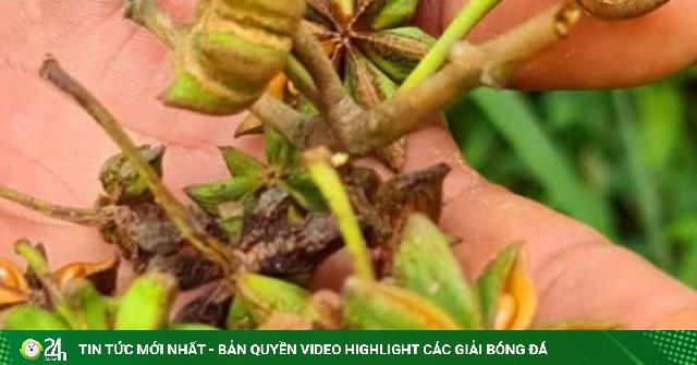 Loại hoa cực quý hiếm được thế giới săn lùng có ở Việt Nam giúp thu lợi hàng nghìn tỷ, xuất khẩu lớn thứ 2 thế giới