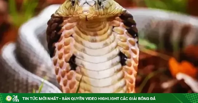 Vợ hút nọc rắn cứu chồng rồi cùng nhập viện vì ngộ độc