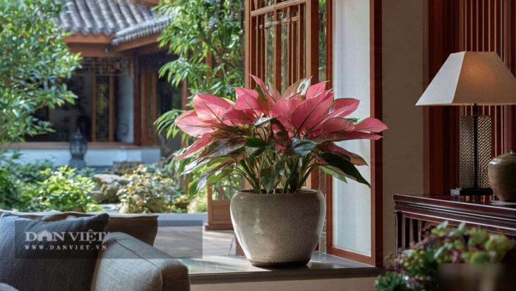 Tên của cây cảnh đã nói lên vận khí.
