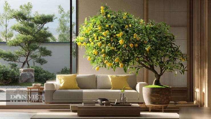 Quất cảnh không cần hoa để khoe sắc.