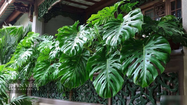 Đây là cây cảnh dành cho người “nửa lười nửa siêng”.