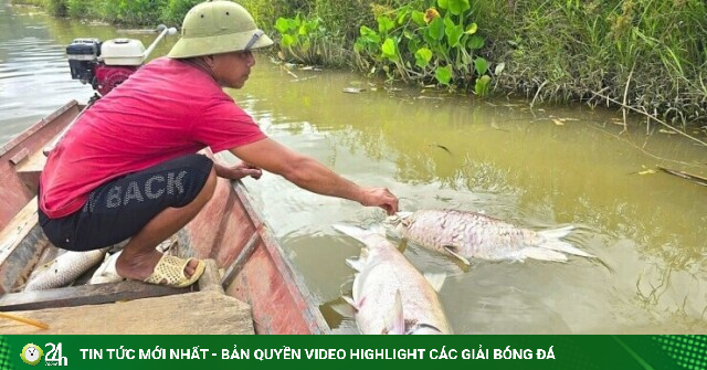 Cá nuôi, cá tự nhiên chết hàng loạt trên sông Lam ở Nghệ An