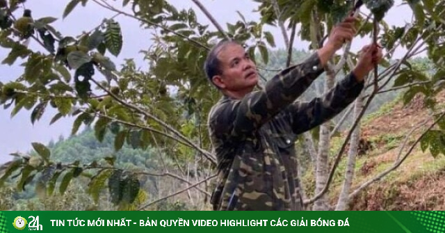 Loại cây quả ngọt bùi, quà ngon Cao Bằng lại trồng thành công ở Lạng Sơn