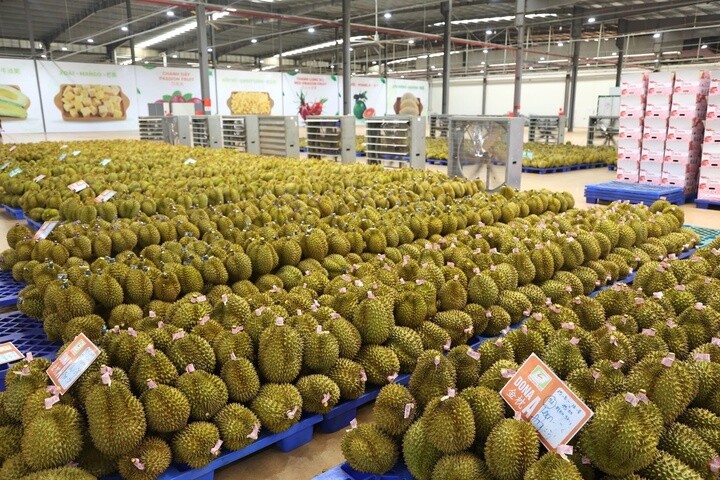 Sản lượng sầu riêng xuất khẩu của các doanh nghiệp giảm trong thời gian gần đây.