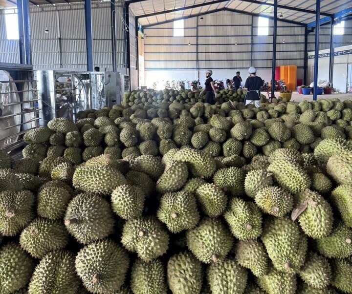 Giá sầu riêng lao dốc, điểm nghẽn không chỉ nằm ở thị trường - 4