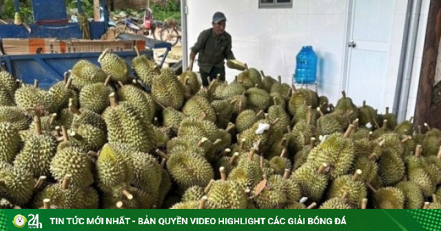 Giá sầu riêng lao dốc, điểm nghẽn không chỉ nằm ở thị trường