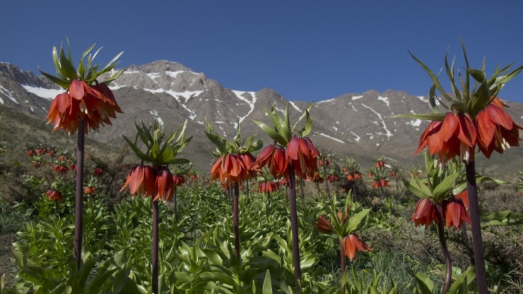 Dalankuh–Qamishlou (Iran): Trải rộng gần 875.000 ha tại khu vực dãy núi Zagros và Cao nguyên trung tâm Iran, địa hình nơi đây là sự giao thoa tuyệt đẹp giữa đỉnh núi cao 4.000 mét và thảo nguyên bán khô hạn.