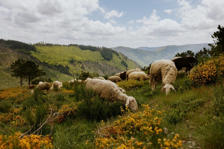Serra da Estrela (Bồ Đào Nha): Với hơn 3.000 loài động thực vật, trong đó có 26 loài đặc hữu trên đất liền Bồ Đào Nha, khu vực này là khu bảo tồn tự nhiên rất quan trọng trước nguy cơ cháy rừng và biến đổi khí hậu.