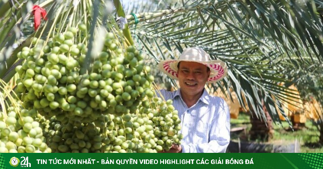 Vườn chà là ‘ngoại’ trĩu quả ở Khánh Hòa, giá hơn nửa triệu đồng/kg