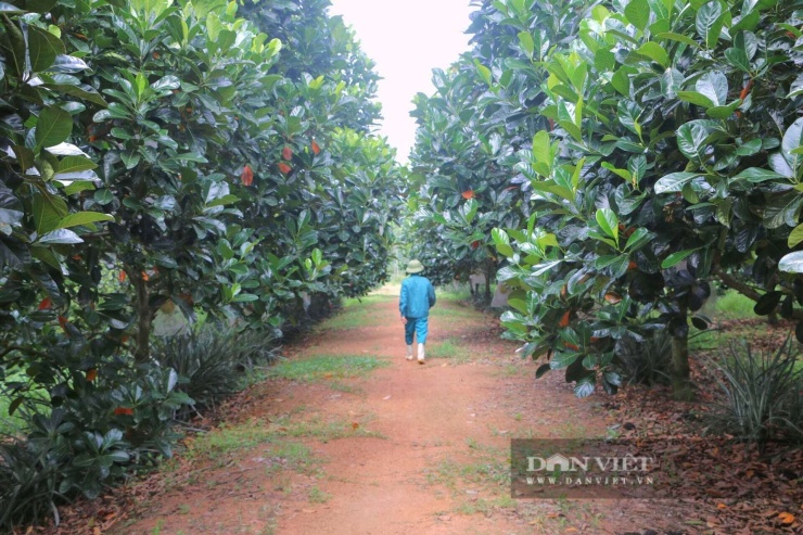 Mít ruột đỏ Indonesia đang mở ra hướng phát triển vùng trồng cây ăn quả tập trung, góp phần nâng cao thu nhập cho nông dân địa phương.