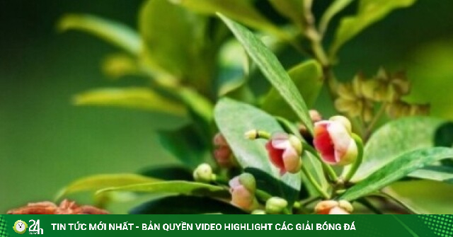 Hoa "nghìn tỷ" giúp Việt Nam giữ ngôi vương xuất khẩu