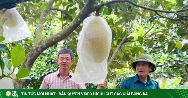 Trồng thứ mít lạ, quả to bự, "thịt đỏ au, cắn ngọt lừ", một nông dân Quảng Bình, nay là Quảng Trị "cầm" 600 triệu/năm