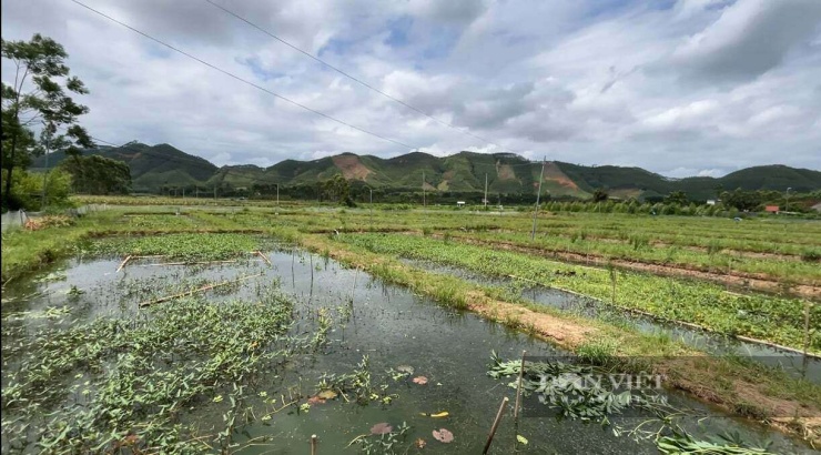 Hoàng Tính