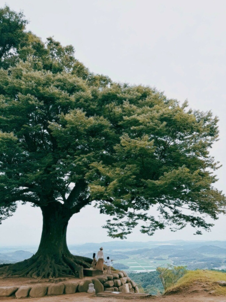 Hương Giang chụp hình bên dưới tán cây khổng lồ.