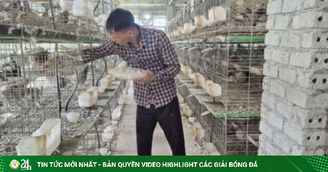 Trở về từ Nhật Bản, một người Hải Dương, nay là Hải Phòng nuôi 3.000 chim bồ câu, thu 1 tỷ/năm