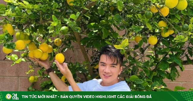 Đàm Vĩnh Hưng khoe cây trái trĩu cành trong biệt thự ở Mỹ