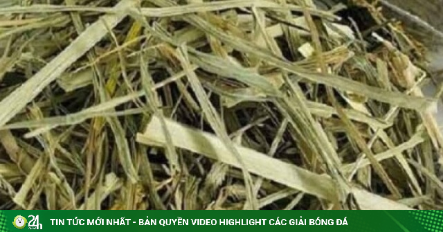 Dân lùng mua loại cỏ dại mọc đầy đồng được coi như thần dược