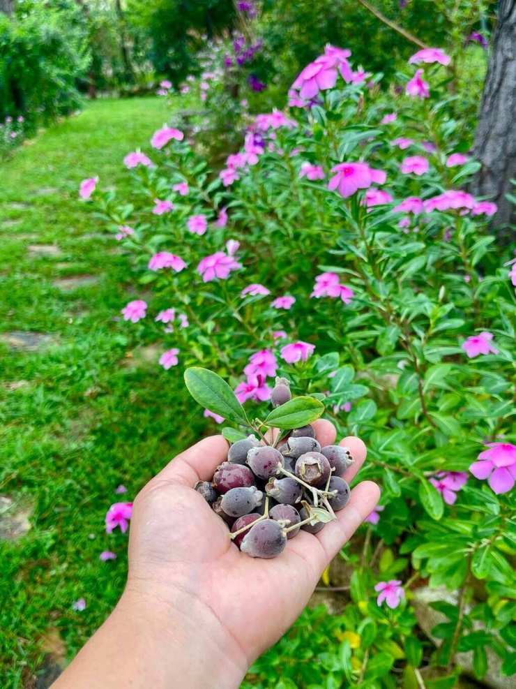 Bên cạnh ngô nếp tím, khu vườn của gia đình Trọng Tấn còn có sim đang vào vụ.