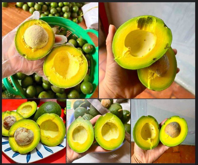 Thịt bơ vàng đậm, thơm dẻo, không xơ, hạt nhỏ, ít dập nát, thời gian chín kéo dài đến 7 ngày so với 3 ngày ở bơ thường, nên tỷ lệ hỏng rất thấp.