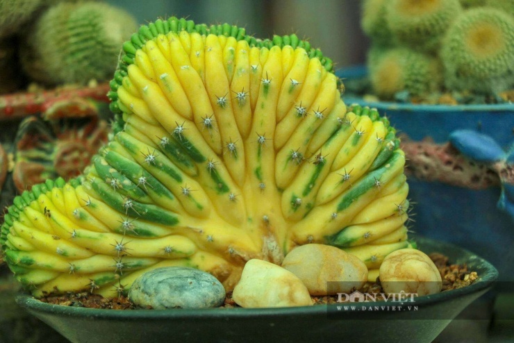 Vũ Lịnh