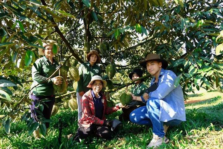 Vườn sầu riêng của HTX Nông nghiệp Thông minh Phước Sơn (TP Đồng Nai) áp dụng quy trình canh tác chuẩn hóa nhằm nâng cao chất lượng trái.