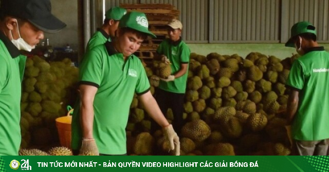 Giá sầu riêng giảm 30-50%, ngành hàng tỷ USD đối mặt áp lực mới