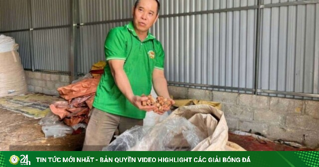 Làm món "dưa muối" đặc biệt cho bò ăn, nay một nông dân Lạng Sơn có mô hình chăn nuôi tuần hoàn tiền tỷ ở vùng biên
