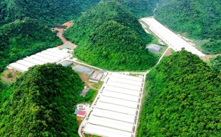 Trang trại lợn Dabaco ở xã Thạch Quảng, nơi xảy ra vụ tai nạn khiến 5 người tử vong.
