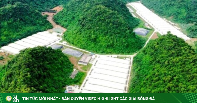Diễn biến mới vụ tai nạn làm 5 người tử vong tại trang trại lợn Dabaco Thanh Hóa