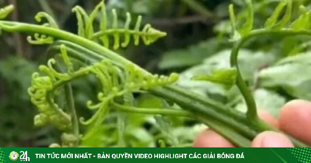 Rau dại ven suối thành đặc sản đắt đỏ