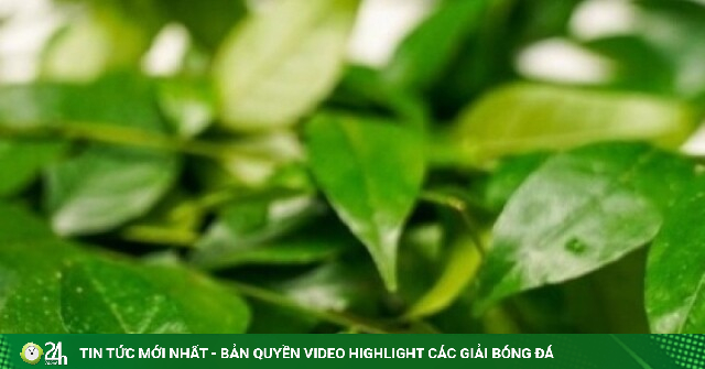 Loại lá có mùi khó quên được ví như thuốc dưỡng gan, tốt đủ đường cho sức khoẻ