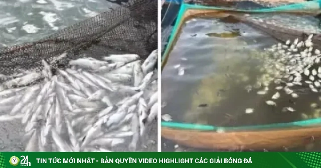 Làm rõ nguyên nhân làm hàng chục tấn cá chết trên sông Thạch Hãn