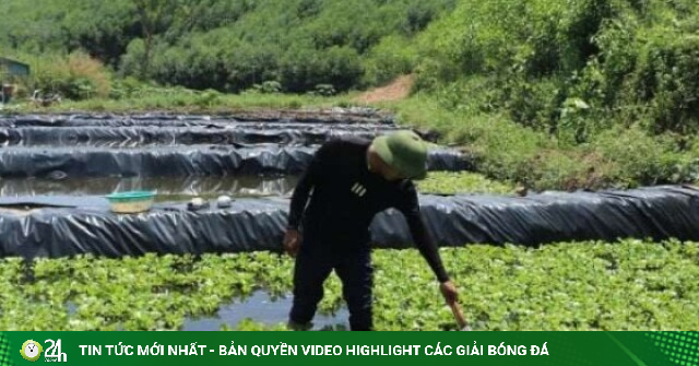 Trở về từ Hàn Quốc, 9X về khe suối tại Nghệ An nuôi ốc bươu đen theo cách lạ, đút túi hàng trăm triệu ngon ơ