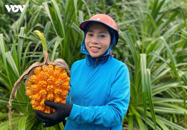 Đảo Thanh Lân được thiên nhiên ưu đãi với những cánh rừng nguyên sinh trải dài từ triền đồi xuống sát biển. Trong hệ sinh thái ấy, dứa rừng – hay còn gọi là dứa núi, dứa gai, thuộc họ Dứa dại (Pandanaceae), tên khoa học Pandanus tectorius Sol – sinh trưởng tự nhiên qua nhiều năm, tạo nên một nguồn sản vật đặc trưng hiếm nơi nào có được.