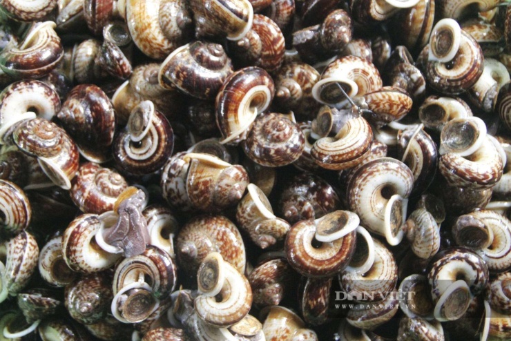 Ốc núi đá được thu mua với giá từ 60.000 - 80.000 đồng/kg, góp phần tăng thêm thu nhập cho người dân vùng cao Sơn La trong mùa mưa. Ảnh: Trường Sơn.