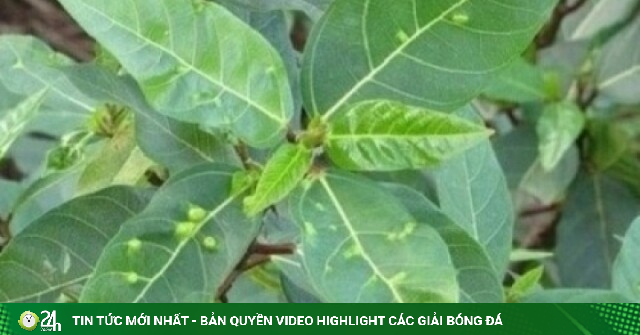 Không chỉ là rau ăn kèm, loại lá này là "thuốc quý" bổ xương, tốt cho tim mạch