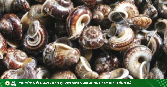 Con đặc sản Sơn La chỉ “ngủ” trong khe đá, xuất hiện bất ngờ sau mưa, khiến thương lái nhiều phen "khát hàng"