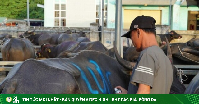 Phiên chợ đặc biệt ở Nghệ An, một vệt sơn chốt thương vụ cả chục triệu đồng