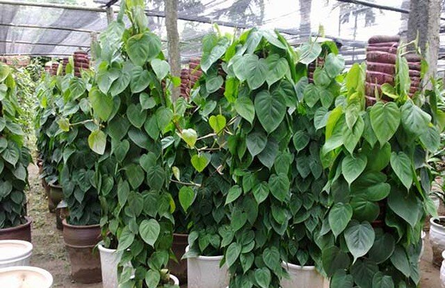 Trầu b&agrave; l&agrave; loại c&acirc;y lọc kh&ocirc;ng kh&iacute; cực kỳ phổ biến ở Việt Nam nhờ độ dễ chăm s&oacute;c cao v&agrave; khả năng thanh lọc formaldehyde, toluene, CO hiệu quả.
