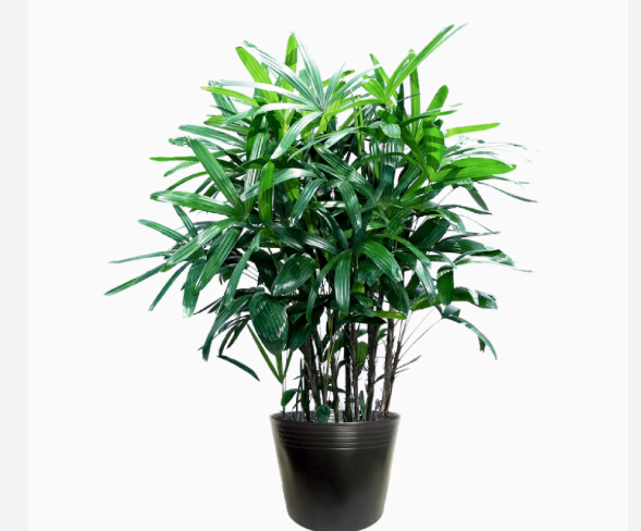 B&iacute; quyết ngủ ngon v&agrave; thải độc ph&ograve;ng ngủ nhờ những chậu c&acirc;y quen thuộc - 3