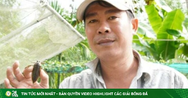 Cà cuống là con gì mà có giá bán 50.000 đồng/con, một người Cần Thơ nuôi thành công, kiếm bộn tiền