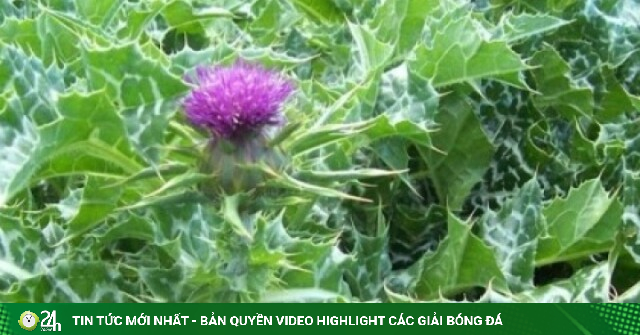 Cây thuốc dưỡng gan, bổ não lợi đủ đường cho sức khỏe nhưng ít người biết