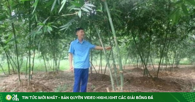 Thấy dân tình e dè, Bí thư Chi bộ ở Thái Nguyên làm trước, trồng thành công 3ha tre lục trúc, thu gần nửa tỷ
