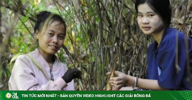 Đặc sản nhú lên từ lòng đất, dân Sơn La đi đào kiếm bộn tiền