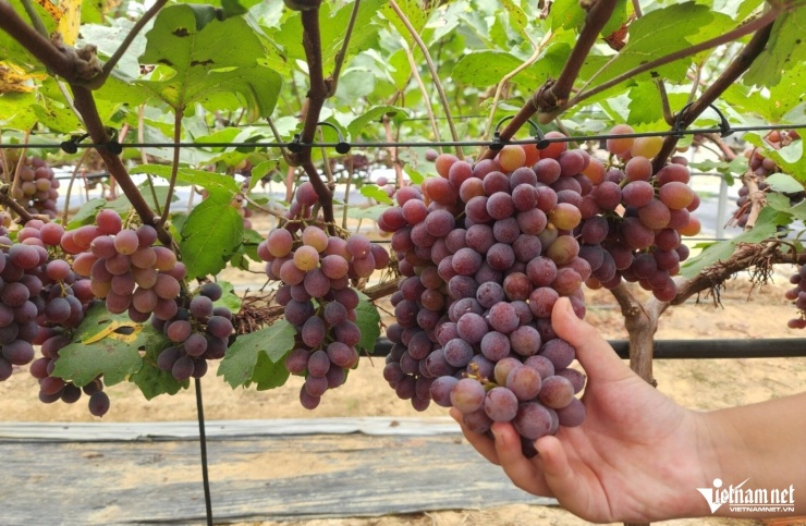 Rời Hàn Quốc về quê trồng loại nho ‘quý tộc’, thu 4 tỷ đồng mỗi năm - 2