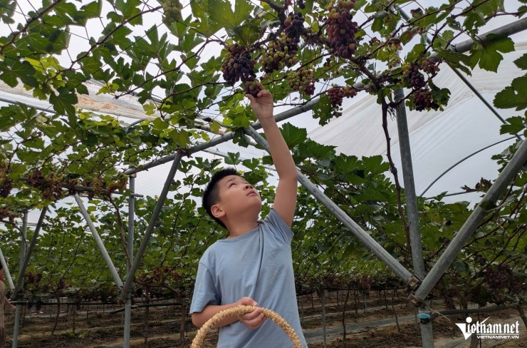 Lê Dương
