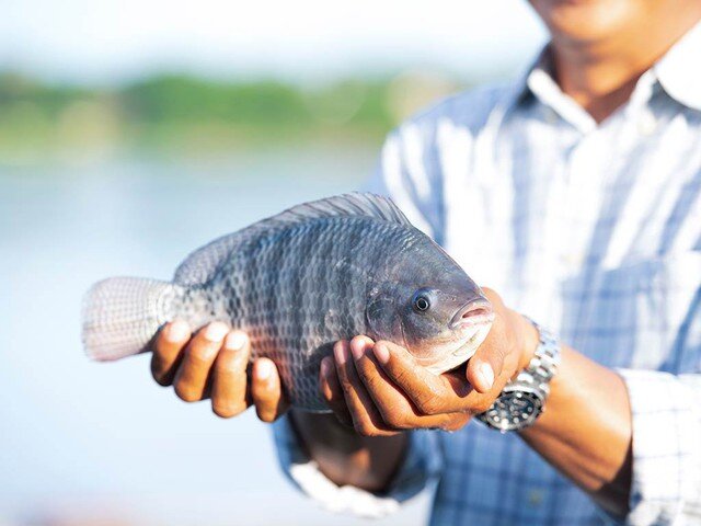 Cá rô phi là mặt hàng được nhiều quốc giá trên thế giới ưa chuộng.